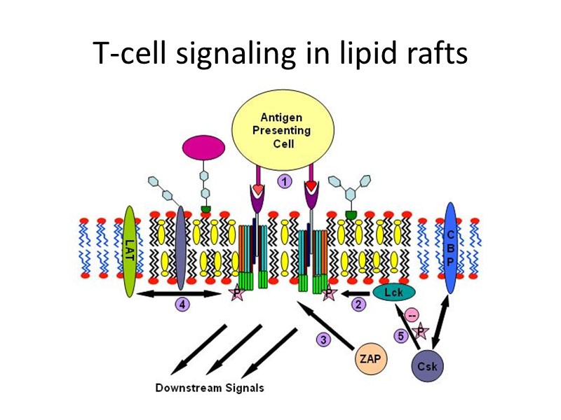T-cell signaling in lipid rafts